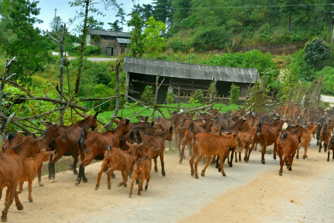 养鸡养羊还养生,德宏的这个地方,去了就不想走了!