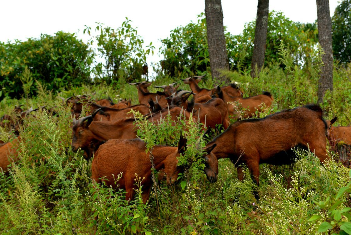 养鸡养羊还养生,德宏的这个地方,去了就不想走了!