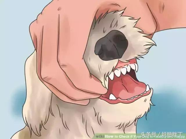 狗狗在家就可以做的体检方法!