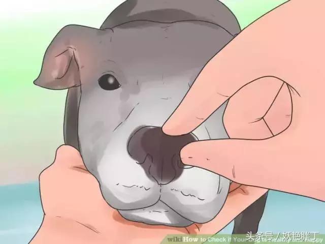 狗狗在家就可以做的体检方法!