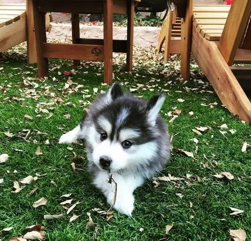 让哈士奇保持微笑一分钟,如何让哈士奇不再拆家