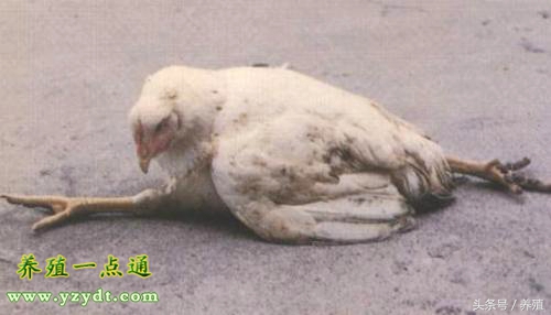 鸡马立克氏病的预防治疗,如何预防鸡马立克氏病的发生