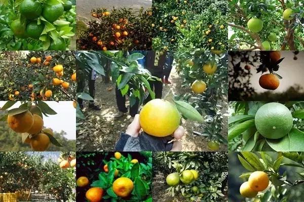 秋天就该送自己一场旅行，苏州最全“采橘攻略”先给你！