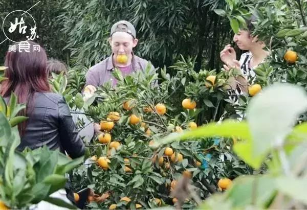 秋天就该送自己一场旅行，苏州最全“采橘攻略”先给你！