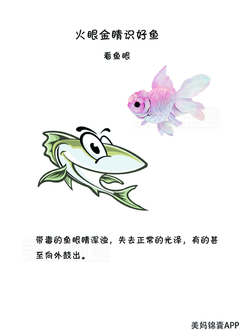 孕妇早期最适合吃的六种鱼,怀孕初期适合吃什么深海鱼