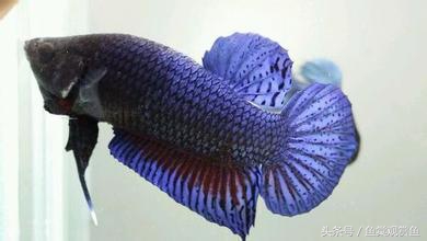 泰国斗鱼有多吸引人,泰国斗鱼动来动去
