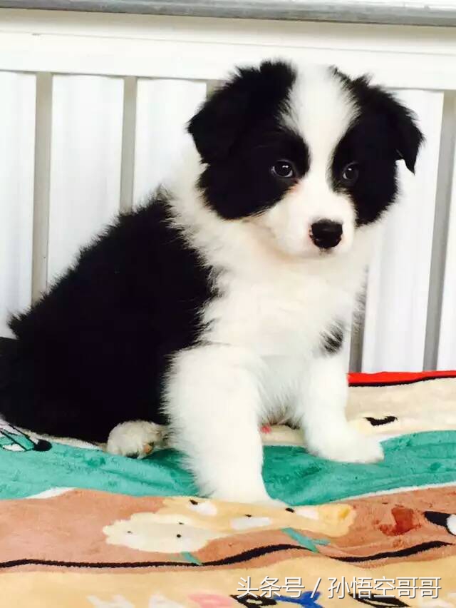 那些年我们养的萌宠,最聪明的边境牧羊犬好养不