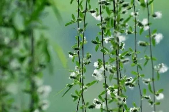 破晓风来一径香，当是人如故——卜算子一组