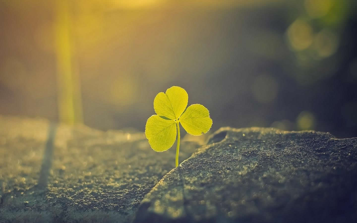 乔任梁生日视频完整2015,乔任梁生日是什么意思