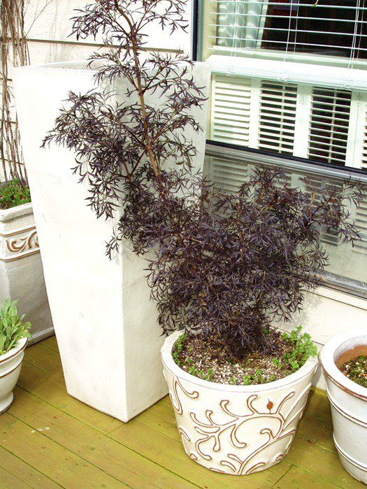 春季盆栽红枫出叶后不长,新栽的红枫出现黑叶