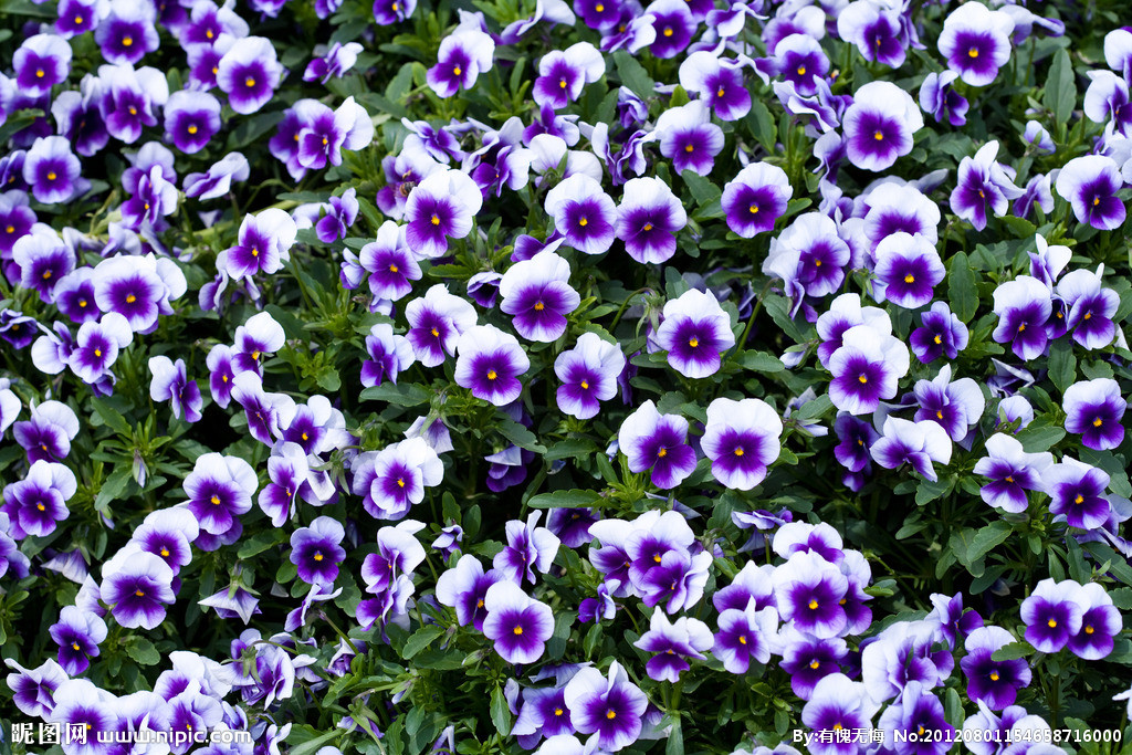 猫咪不吃东西,喵咪不能吃什么植物