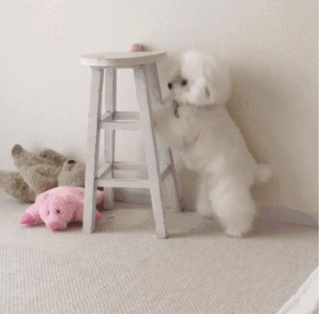 狗狗叼着玩具娃娃,狗狗玩玩具娃娃