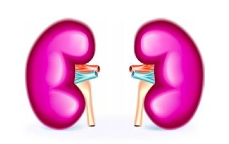 右归丸主治肾阳虚还是肾阴虚,吃左归丸是治疗肾阴虚还是肾阳虚