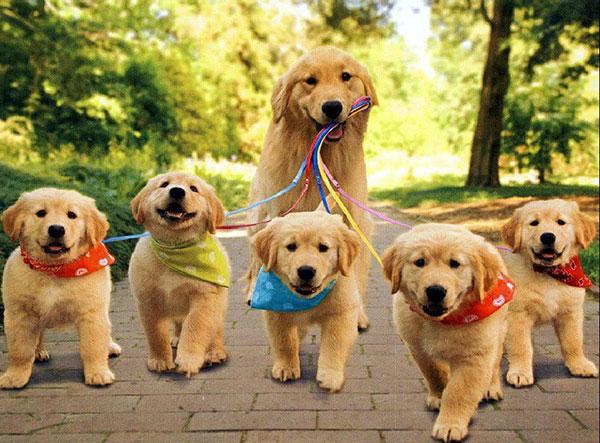 可爱的金毛狗狗,可爱的金毛狗狗结婚