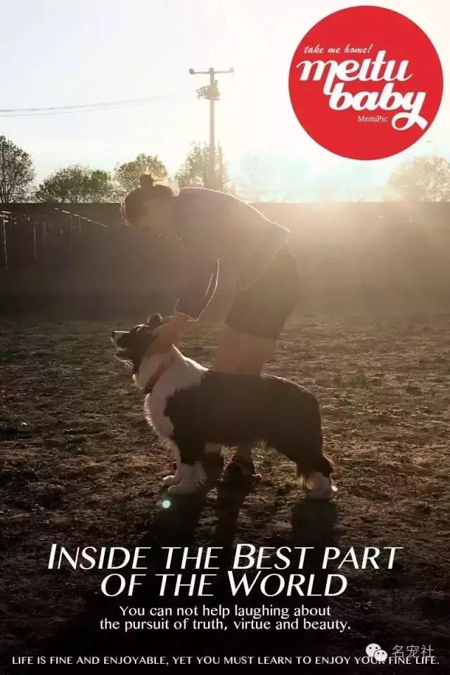 巴西淘淘老年犬,巴西淘淘幼犬狗粮