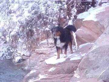 爱狗的人可爱吗 (真正爱狗的人的长相)