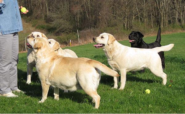 拉布拉多寻回犬的照片大全,憨态可爱的拉布拉多犬