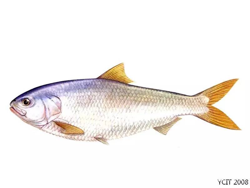 珍品淡水鲥鱼,食用淡水鲥鱼