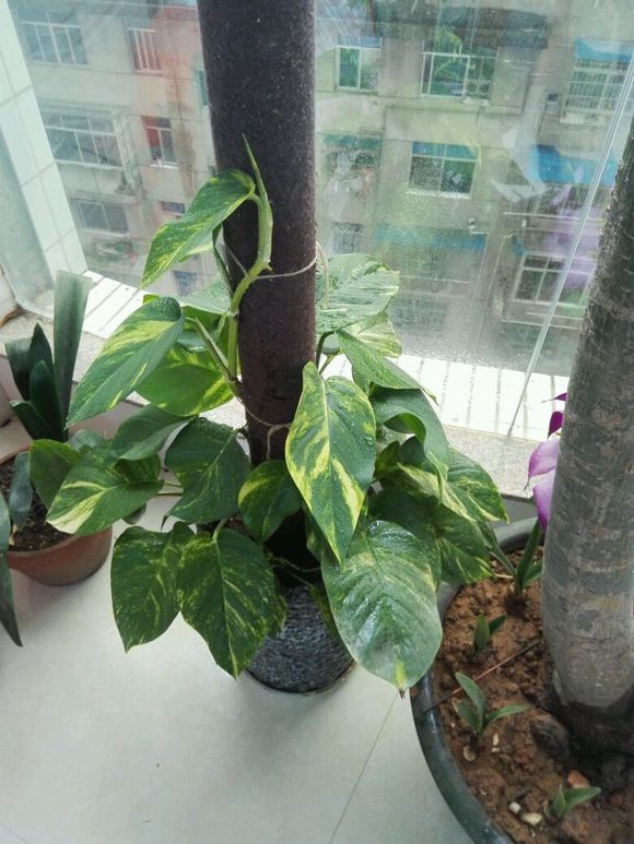 一般的绿萝可以做成绿萝柱,绿萝长出绿萝柱怎么弄好看