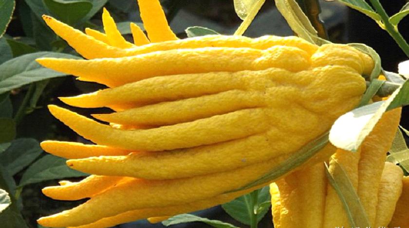 安神助眠的水果排行榜,失眠者最适合吃这六种助眠水果