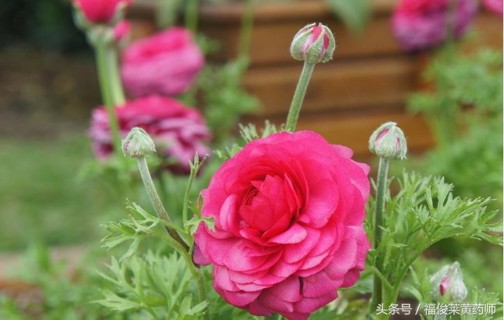 国色天香牡丹花好不好养,国色天香和牡丹花