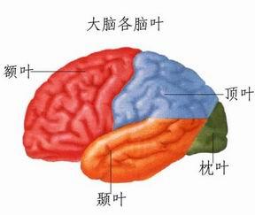 脑胶质瘤手术后癫痫怎么办,脑胶质瘤术后癫痫发作