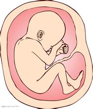 据说胎盘很好吃！妈妈们愿意尝尝吗？