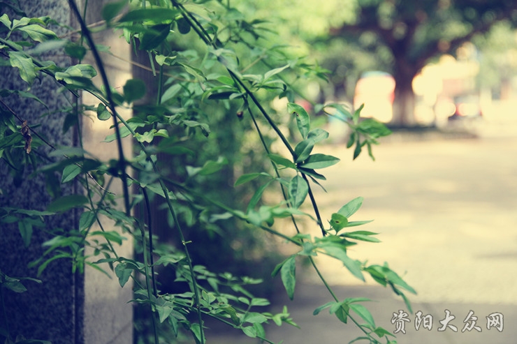 你眼中的四川是什么样子,资阳这个城市怎么样