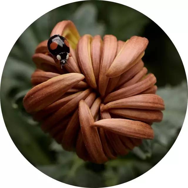 菊花味的清香,菊花的味道可以吸引好多人