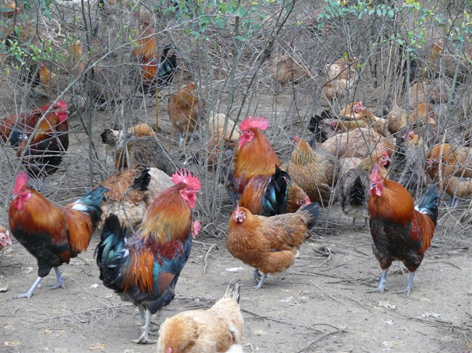 生态散养土鸡养殖技术,土鸡生态养殖技术探讨报告