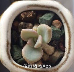 小盆多肉浸盆,小盆养多肉还用陶粒吗