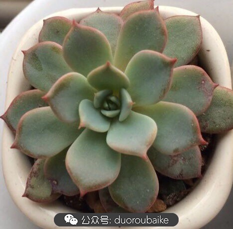 小盆多肉浸盆,小盆养多肉还用陶粒吗