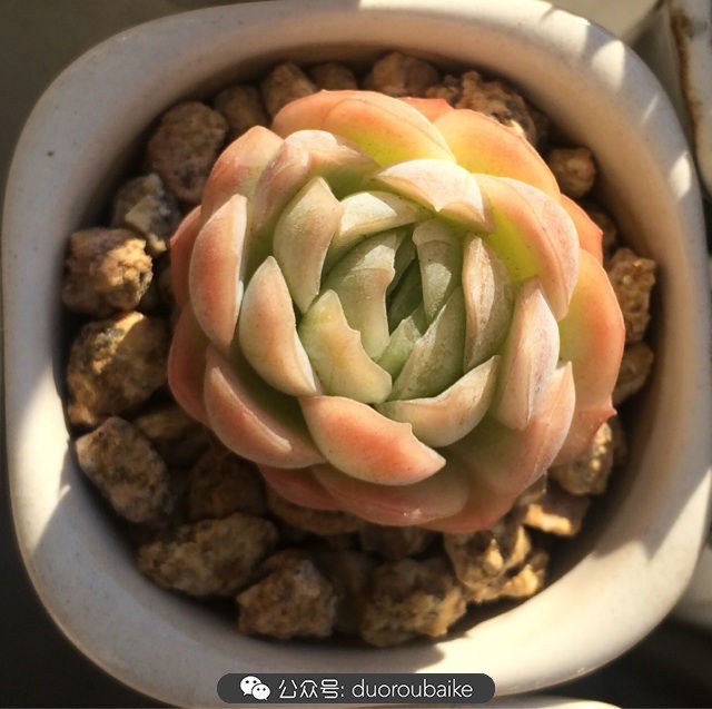小盆多肉浸盆,小盆养多肉还用陶粒吗