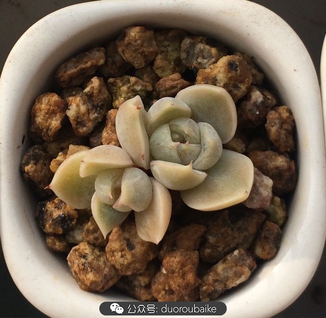 小盆多肉浸盆,小盆养多肉还用陶粒吗