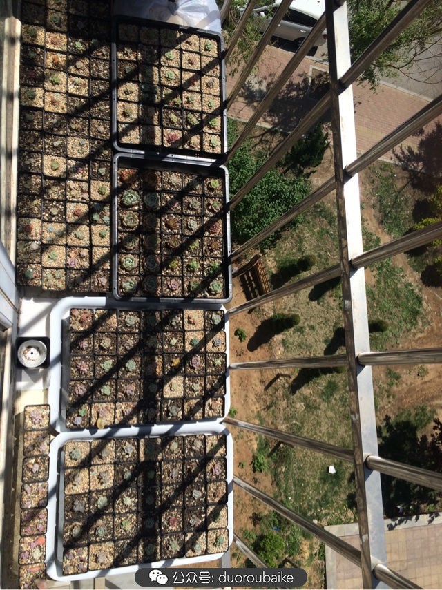 小盆多肉浸盆,小盆养多肉还用陶粒吗