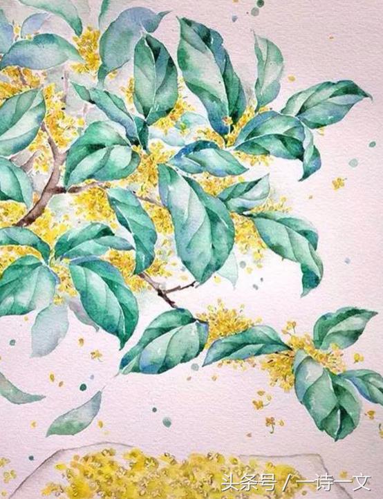 《唯有丹桂飘香八月馥郁芬芳》我,想你了荼蘼花事春已了