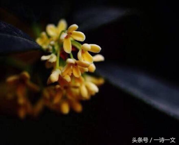 《唯有丹桂飘香八月馥郁芬芳》我,想你了荼蘼花事春已了