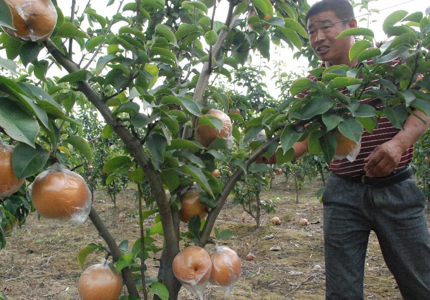 黄皮梨滞销果农,山东卖黄梨