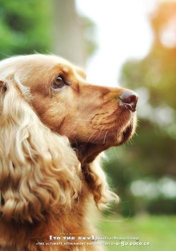 金毛犬训练方法免费教程,金毛犬好训练吗要怎么训练