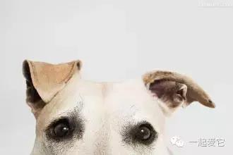 狗宠知识,养宠知识狗狗生病