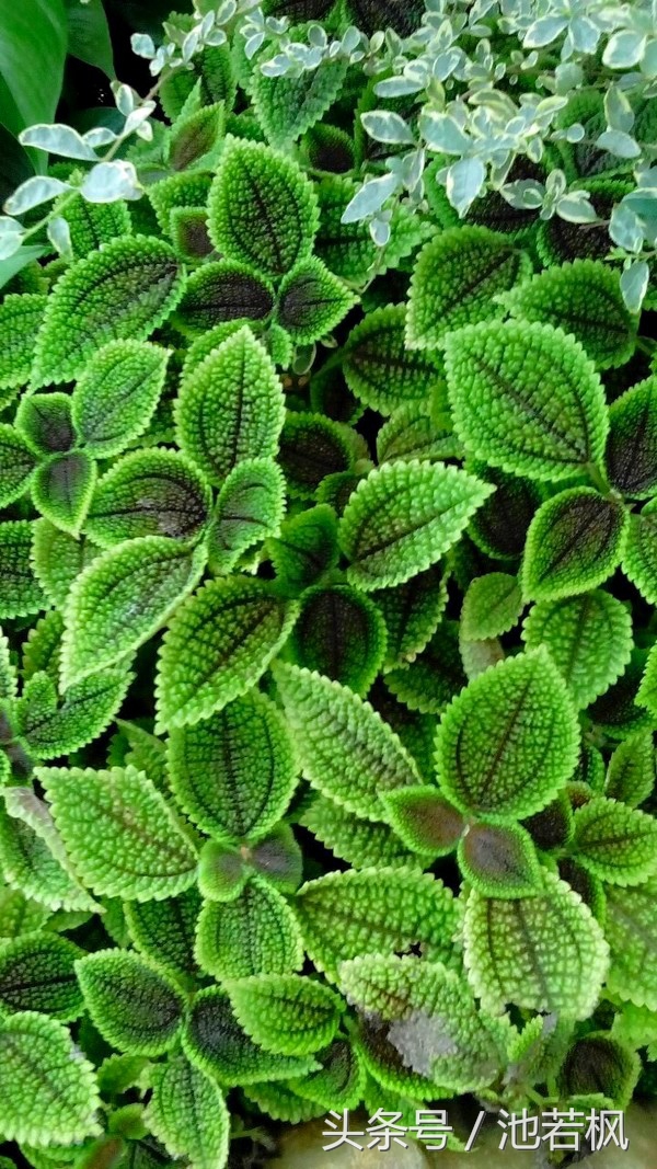 青岛，女汉子和小清新提前过端午