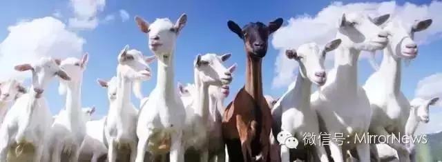 澳洲奶厂现状如何,澳洲牛奶短缺