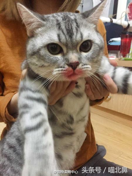 小猫吃猫砂会中毒吗,猫奴求助