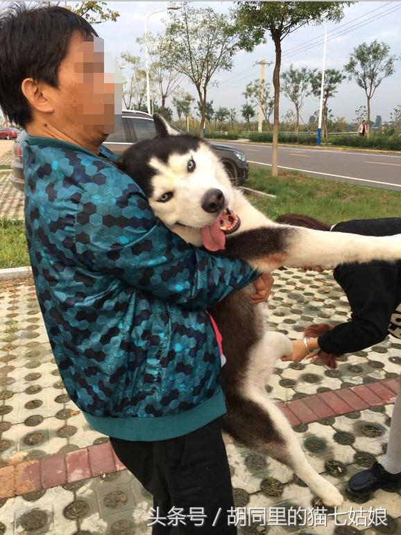 周末带二宝游玩的时光,第一次带二哈出门