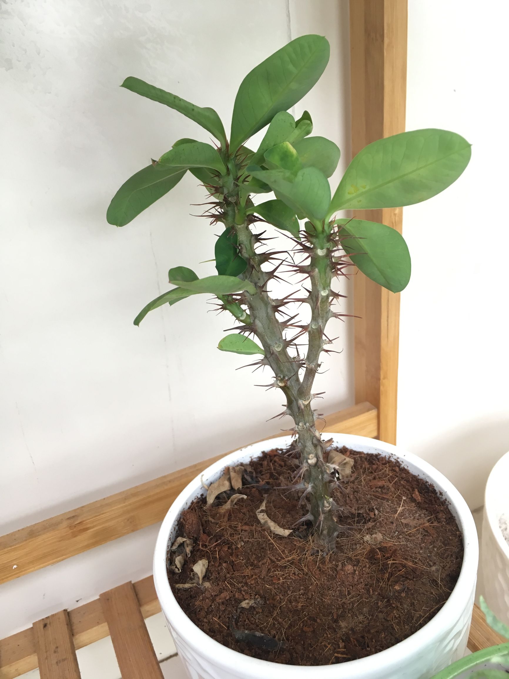 90后在阳台种菜,南京阳台种菜的真实感受