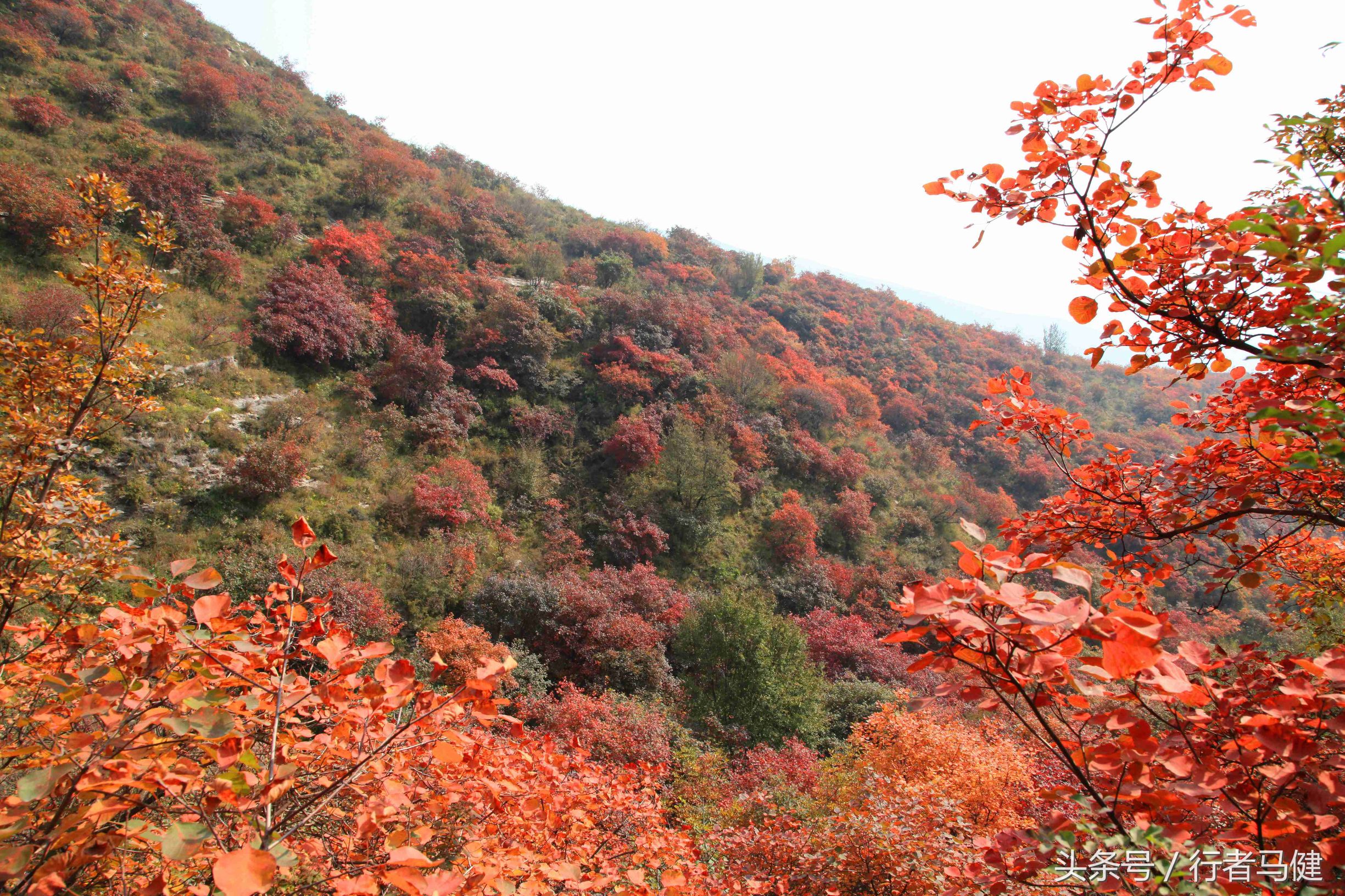 错过了邢台云梦山，太行山最大的红叶区，就相当于错过了整个秋天