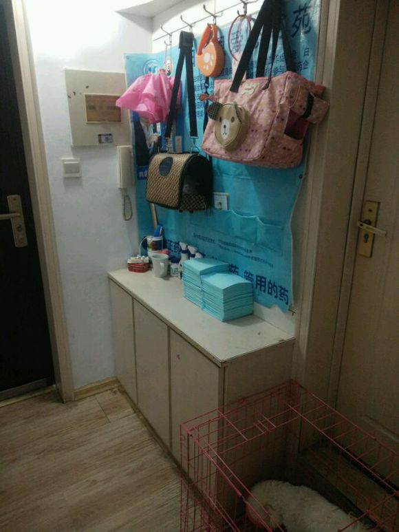 真没见过比熊这么撕家、不爱干净的，蓝瘦香菇想吃狗肉~