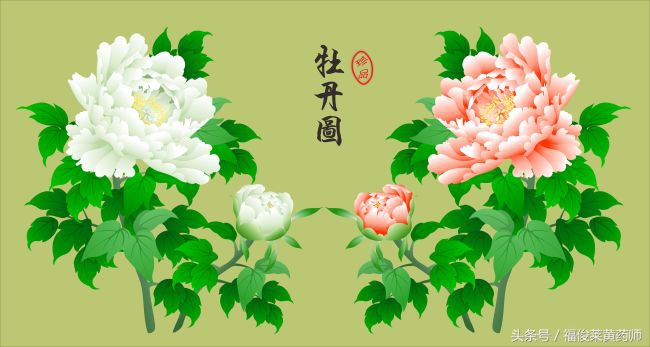 国色天香牡丹花好不好养,国色天香和牡丹花