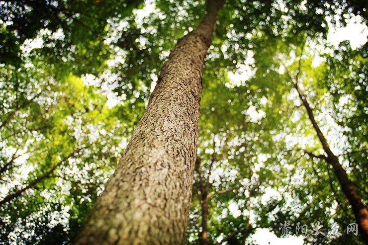 你眼中的四川是什么样子,资阳这个城市怎么样