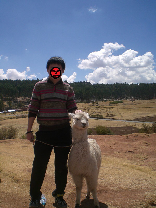 羊驼草泥马,羊驼可不就是草泥马